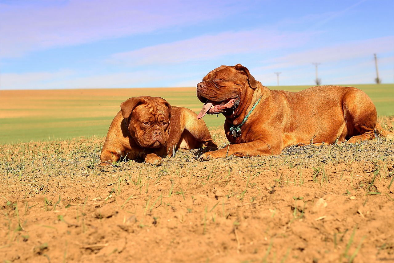 A Guide to the Different Types of Mastiffs